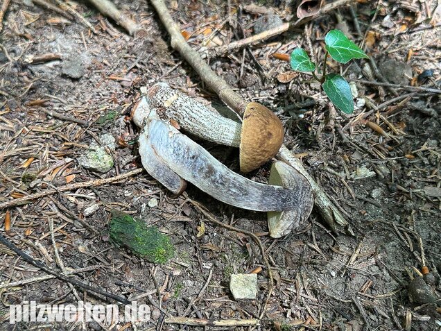 Hainbuchenraufuß, Leccinellum pseudoscabrum