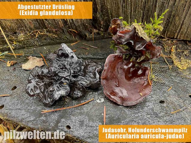 Abgestutzter Drüsling, Stoppeliger Drüslinge, Exidia glandulosa