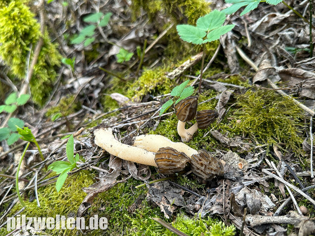 Käppchenmorchel, Morchella semilibera