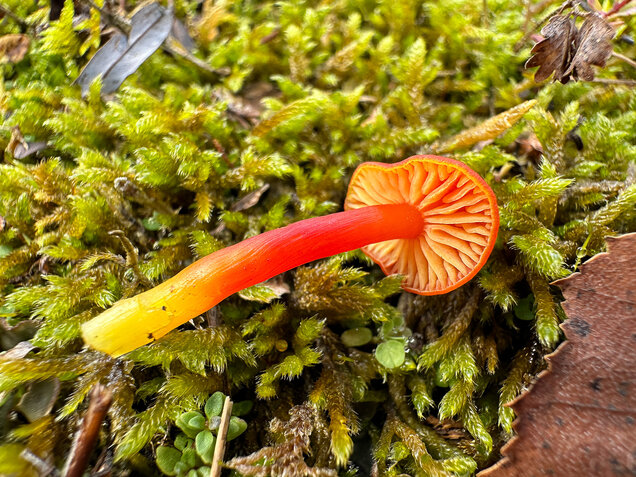 Kalkliebender Filzsaftling, Kalkholder Saftling, Hygrocybe calciphila