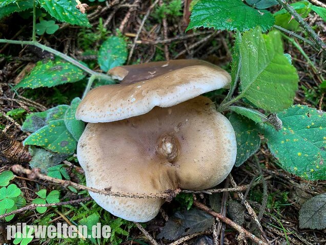 Keulenfüßiger Trichterling, Ampulloclitocybe clavipes