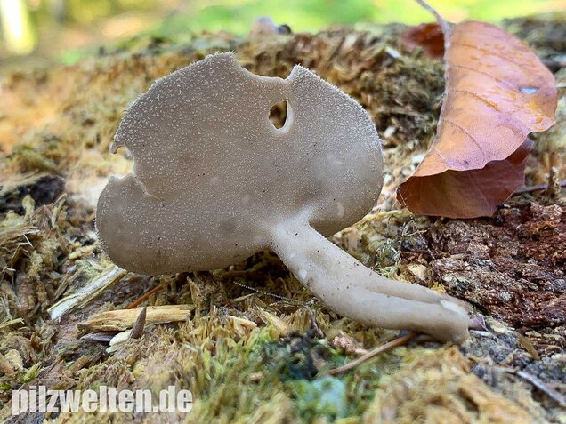 Langstielige Becherlorchel, Helvella macropus
