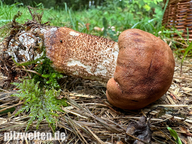 Laubwald-Rotkappe, Eichenrotkappe, Leccinum aurantiacum
