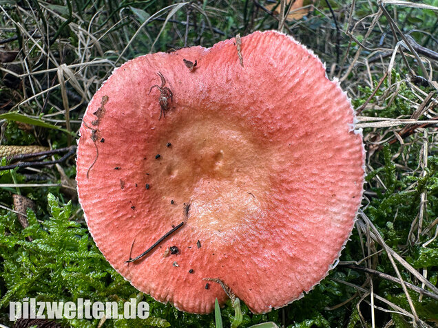 Milder Glanztäubling, Russula nitida