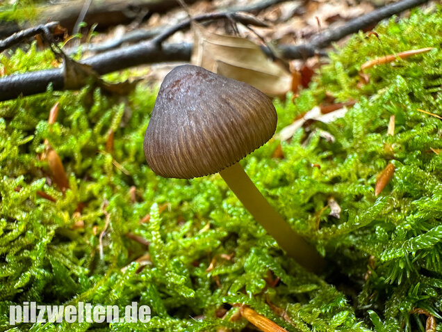 Grünschneidiger Helmling, Mycena viridimarginata