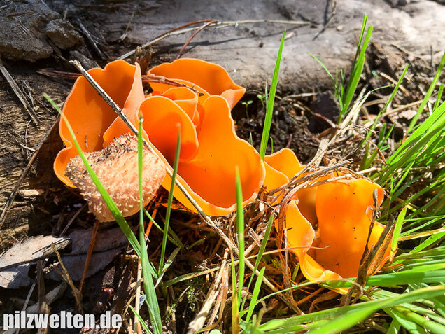 Orangebecherling, Aleuria aurantia