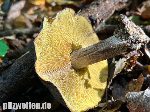 Gelbblättriger Rasling, Rötender Schönkopf, Calocybe favrei