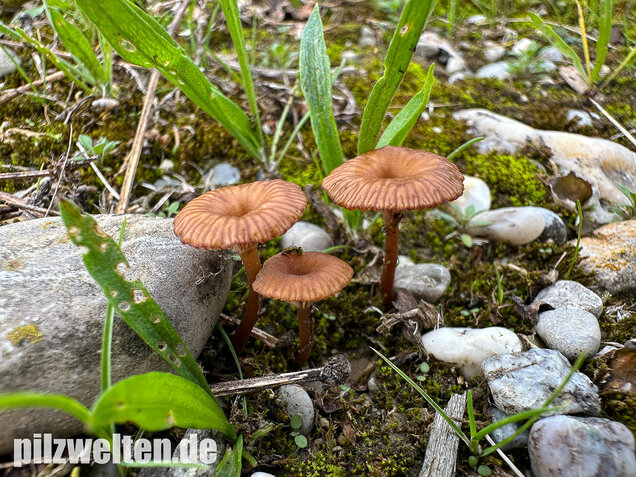 Becherförmiger Nabeling, Omphalina pyxidata