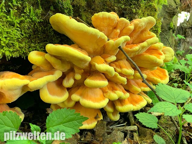 Schwefelporling, Huhn des Waldes, Laetiporus sulphureus