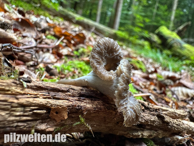 Krause Kraterelle, Krauser Leistling, Craterellus undulatus