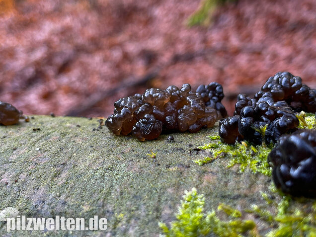 Warziger Drüsling, Exidia nigricans