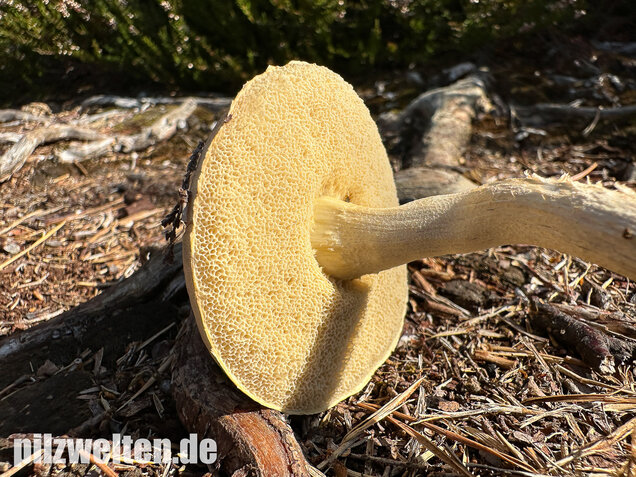 Weißer Birkenpilz, Leccinum holopus