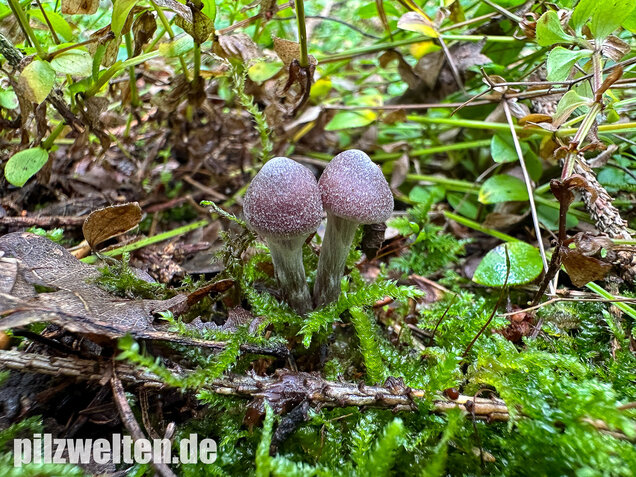 Weißflockiger Gürtelfuß, Cortinarius hemitrichus