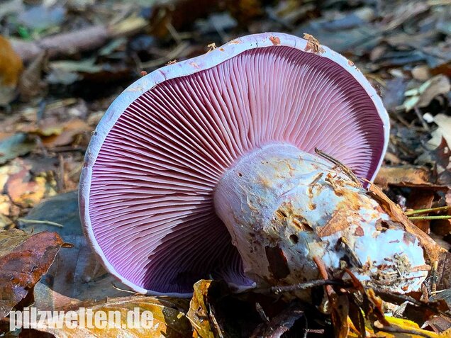 Bocksdickfuß, Cortinarius camphoratus