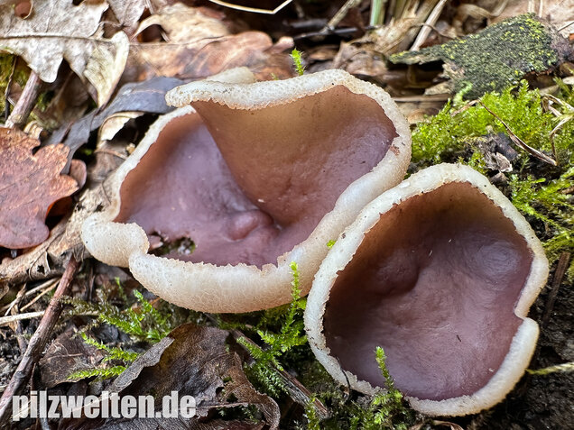 Braunvioletter Brandstellenbecherling, Violetter Becherling, Geoscypha violacea