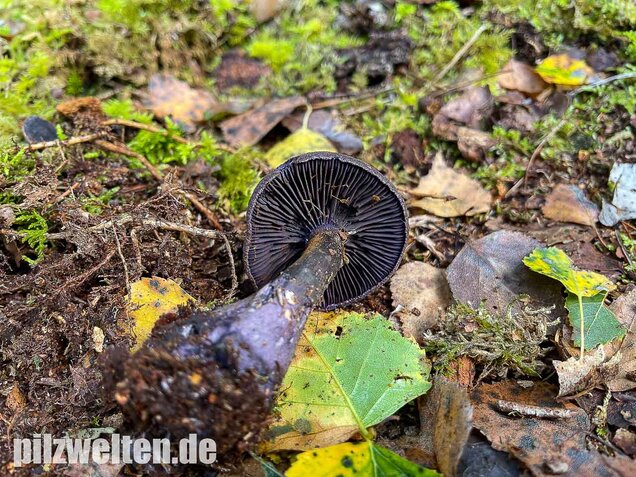 Dunkelvioletter Nadelwaldschleierling, Cortinarius hercynicus