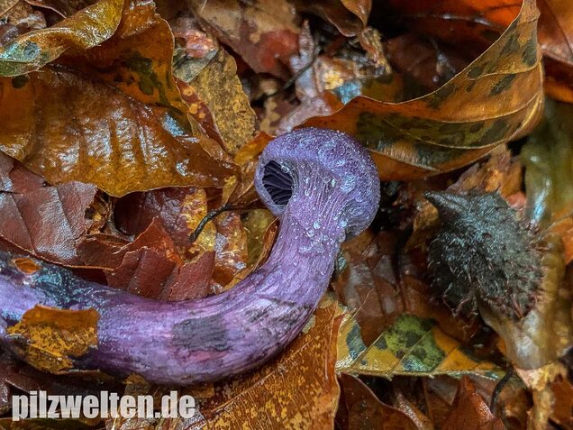 Dunkelvioletter Schleierling, Cortinarius violaceus