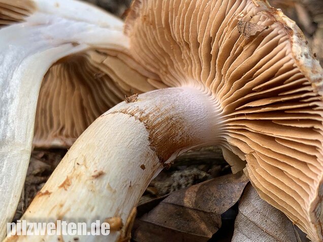 Fuchsigbrauner Schleimkopf, Cortinarius vulpinus