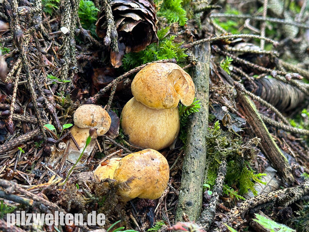 Gallenröhrling, Bitterling, Bitterpilz, Tylopilus felleus