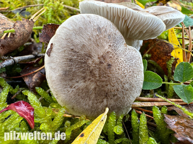 Beringter Erdritterling, Tricholoma cingulatum