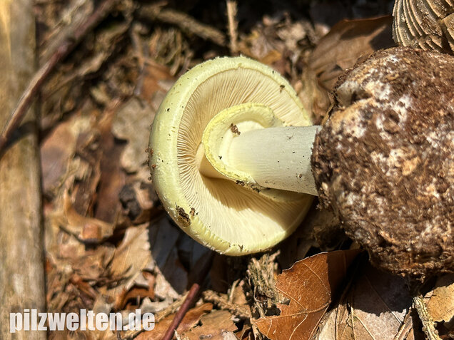 Gelber Knollenblätterpilz, Amanita citrina