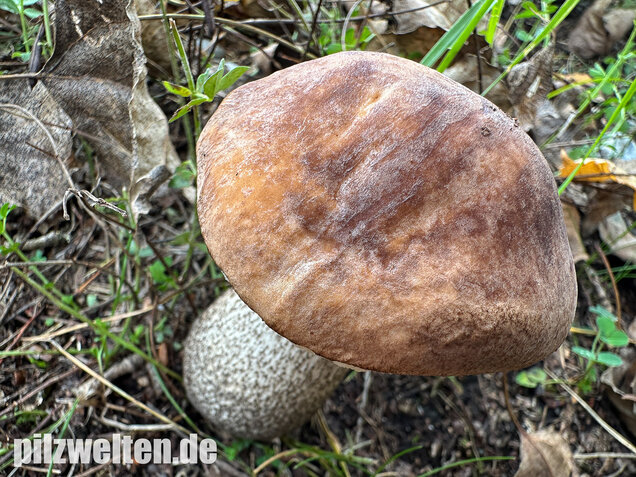Gemeiner Birkenpilz, Langfuß, Birkenraufuß, Leccinum scabrum