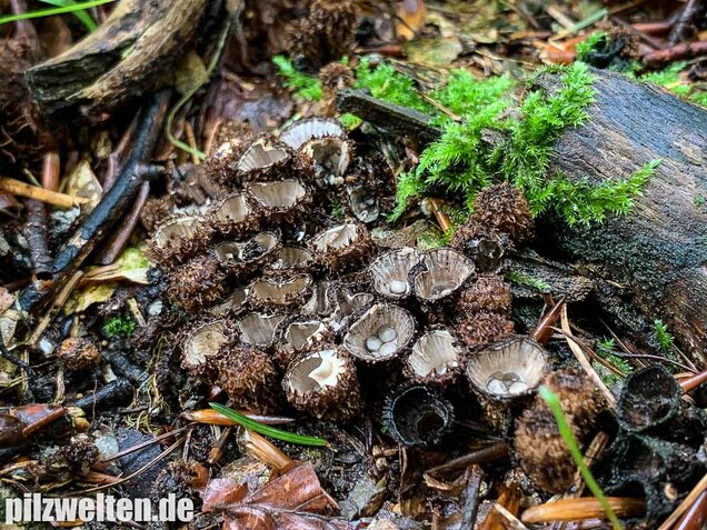 Gestreifter Teuerling, Cyathus striatus