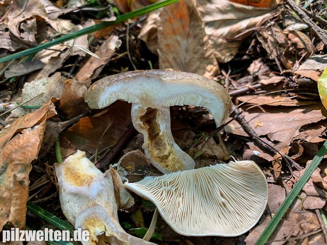 Graugrüner Milchling, Lactarius blennius