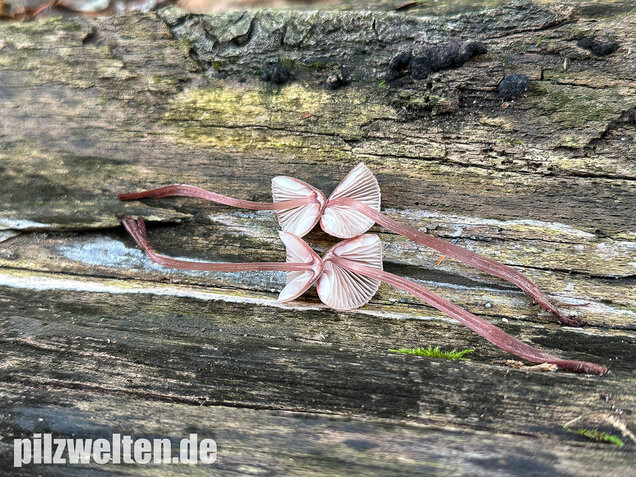 Großer Bluthelmling, Mycena haematopus