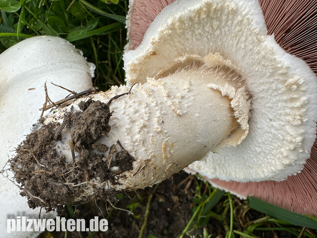 Großsporiger Riesenchampignon, Agaricus urinascens