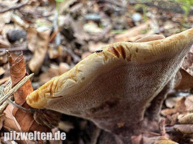 Grubiger Korkstacheling, Hydnellum scrobiculatum