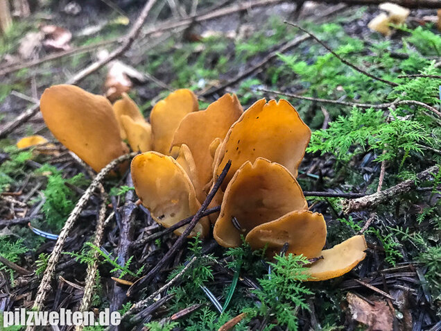 Hasenohrbecherling, Otidea leporina