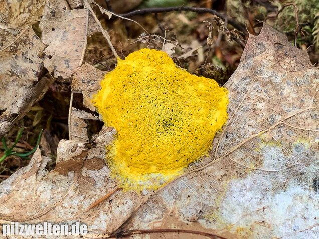 Hexenbutter, Fuligo septica