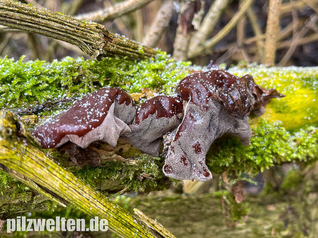 Judasohr, Auricularia auricula-judae