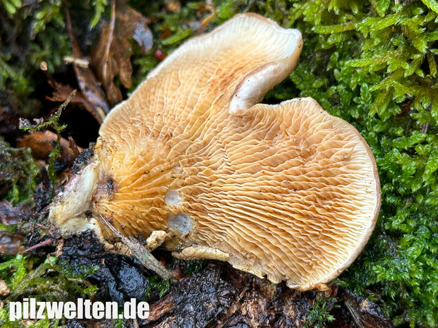 Muschelkrempling, Grubenschwamm, Tapinella panuoides