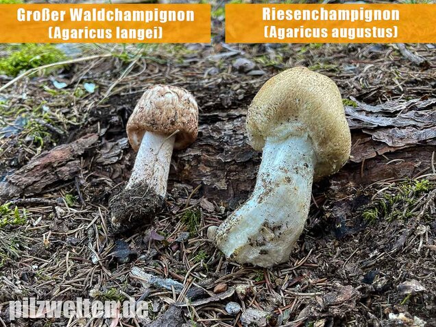 Großer Waldchampignon, Agaricus langei