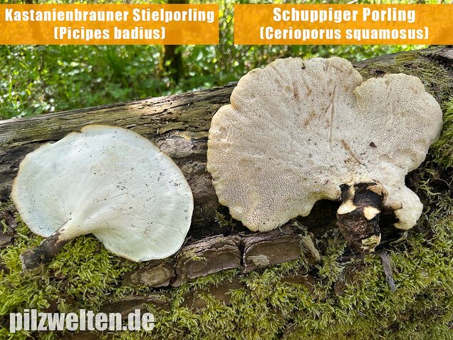 Schuppiger Porling, Cerioporus squamosus