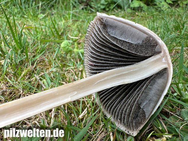 Ringdüngerling, Beringter Düngerling, Panaeolus semiovatus