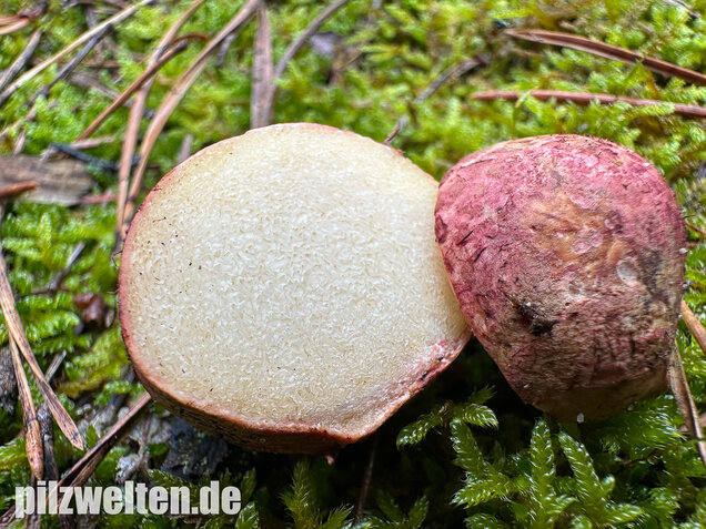 Rötlicher Wurzeltrüffel, Rhizopogon roseolus