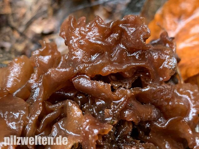 Rotbrauner Zitterling, Tremella foliacea