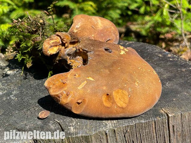 Samtfußkrempling, Tapinella atrotomentosa
