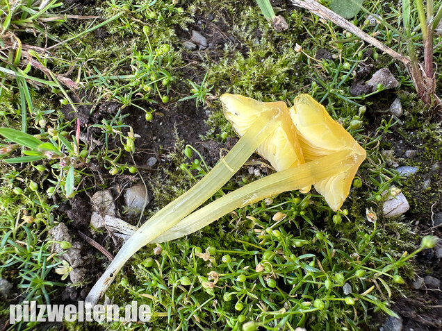 Safrangelber Saftling, Hygrocybe acutoconica