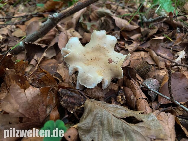 Unverschämter Ritterling, Tricholoma lascivum