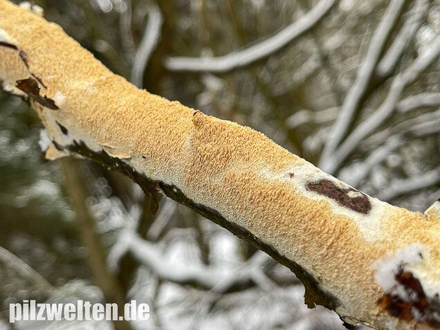 Veränderlicher Spaltporling, Schizopora paradoxa