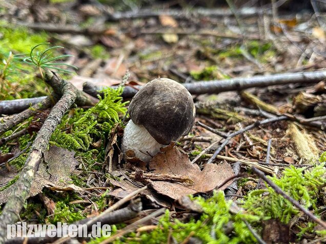 Vielverfärbender Birkenpilz, Leccinum variicolor