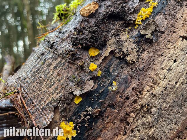 Weiden-Stängelbecherchen, Hymenoscyphus conscriptus