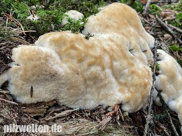 Weißer Polsterpilz, Postia ptychogaster