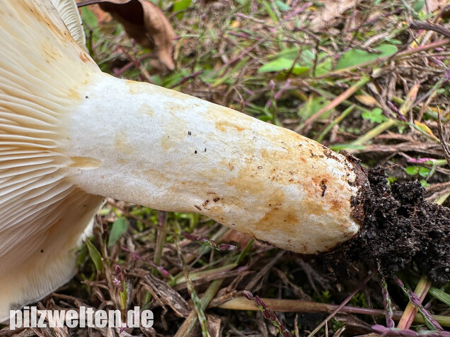 Blasser Zonenmilchling, Scharfer Pappelmilchling, Lactarius evosmus