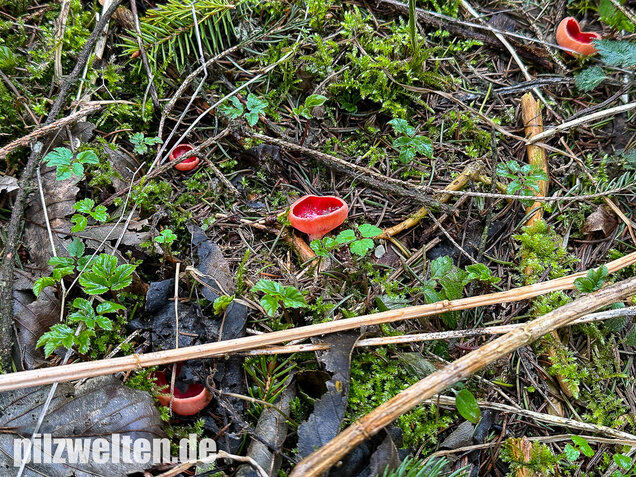 Scharlachroter Kelchbecherling, Österreichischer Prachtbecherling, Sarcoscypha austriaca & coccinea