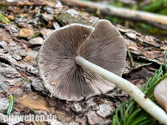 Behangener Faserling, Psathyrella candolleana